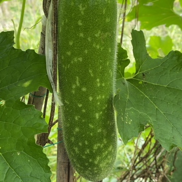 新苗毛节瓜大量上市