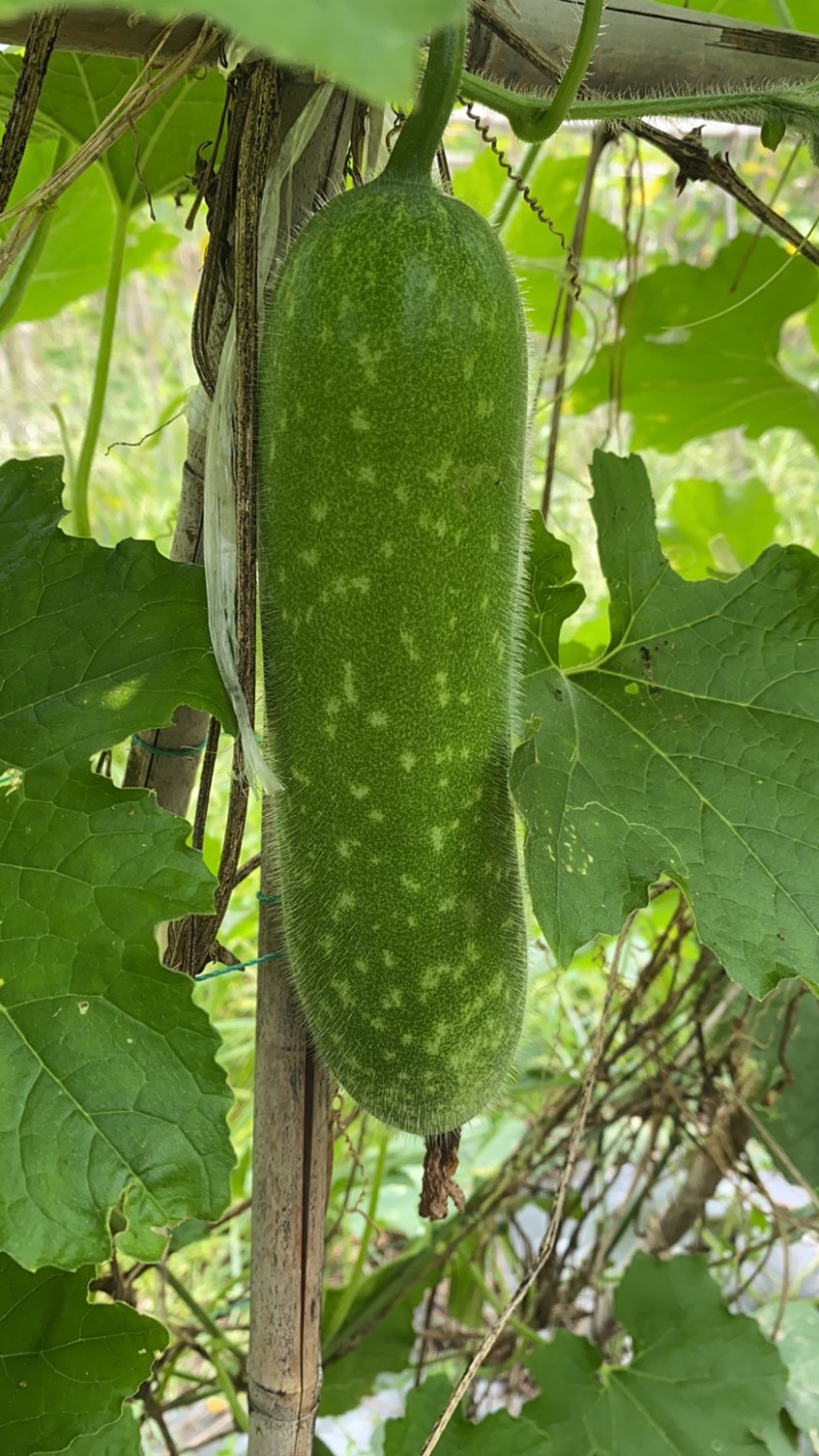 新苗毛节瓜大量上市