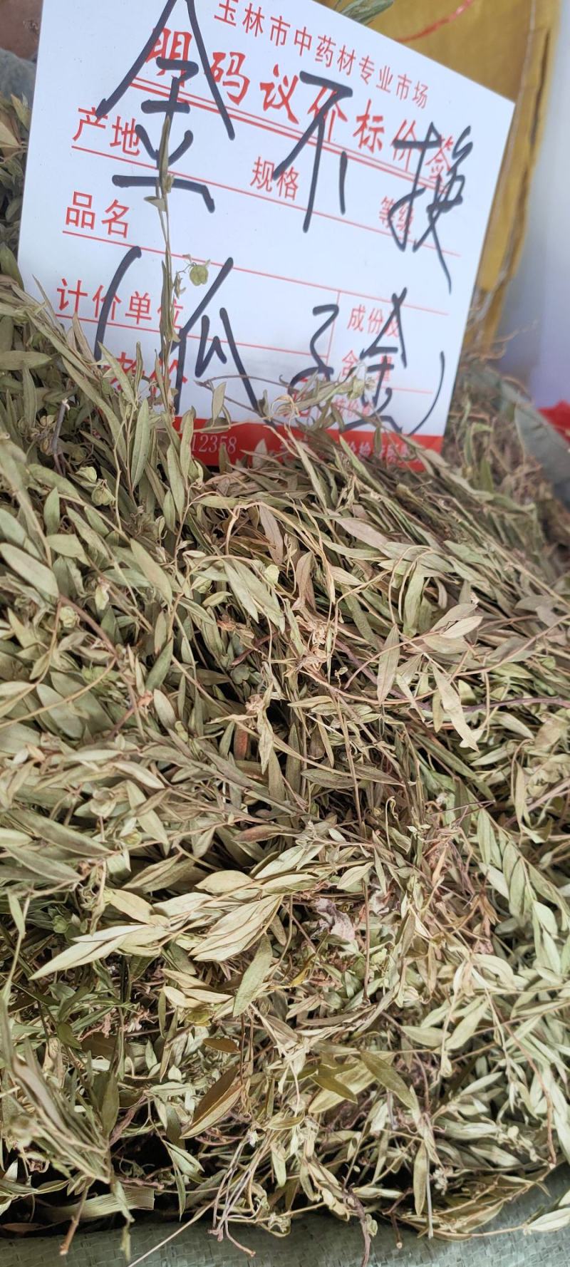 瓜子金