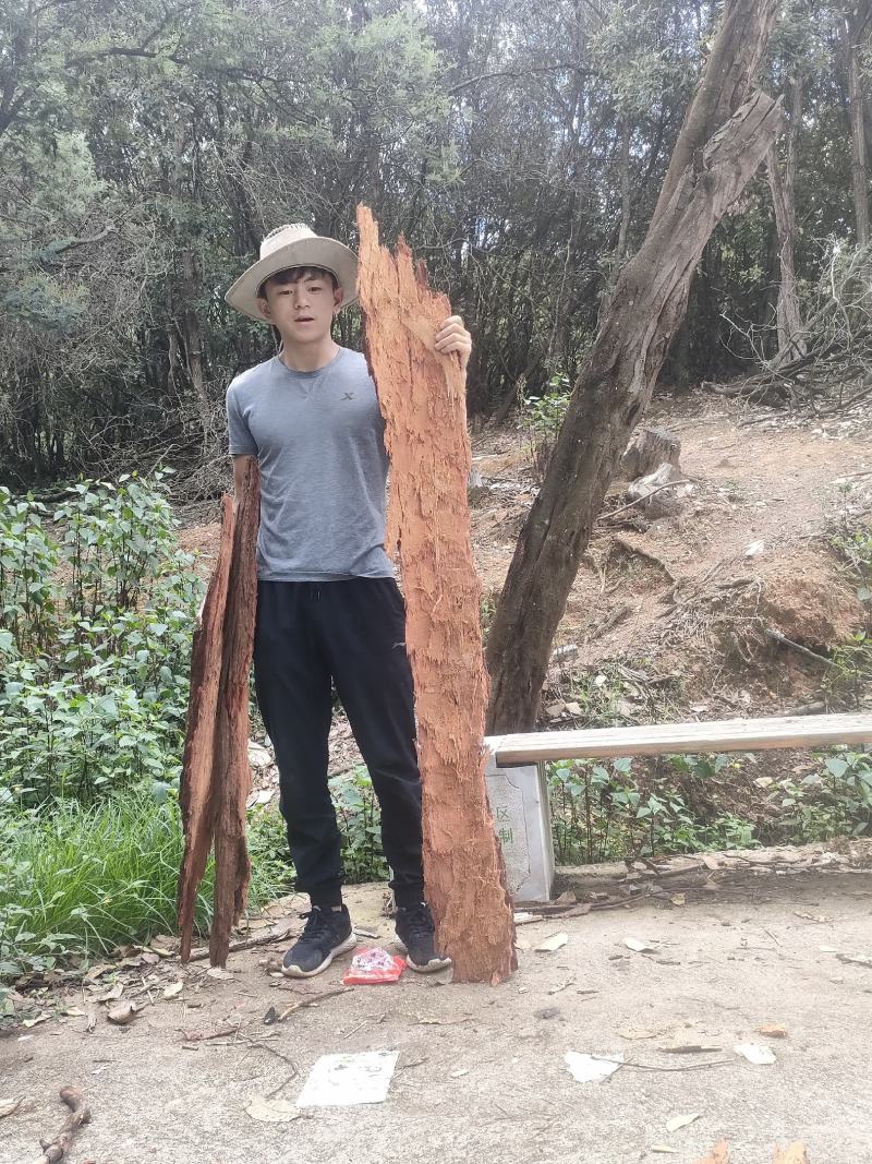 红桉树皮