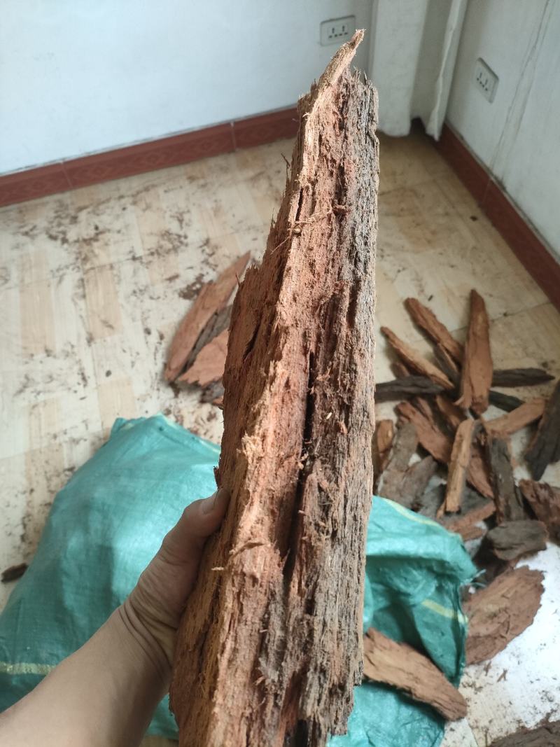 红桉树皮