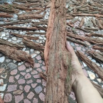 红桉树皮