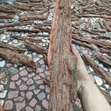 红桉树皮