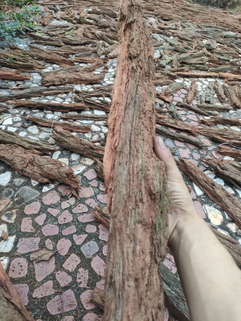红桉树皮
