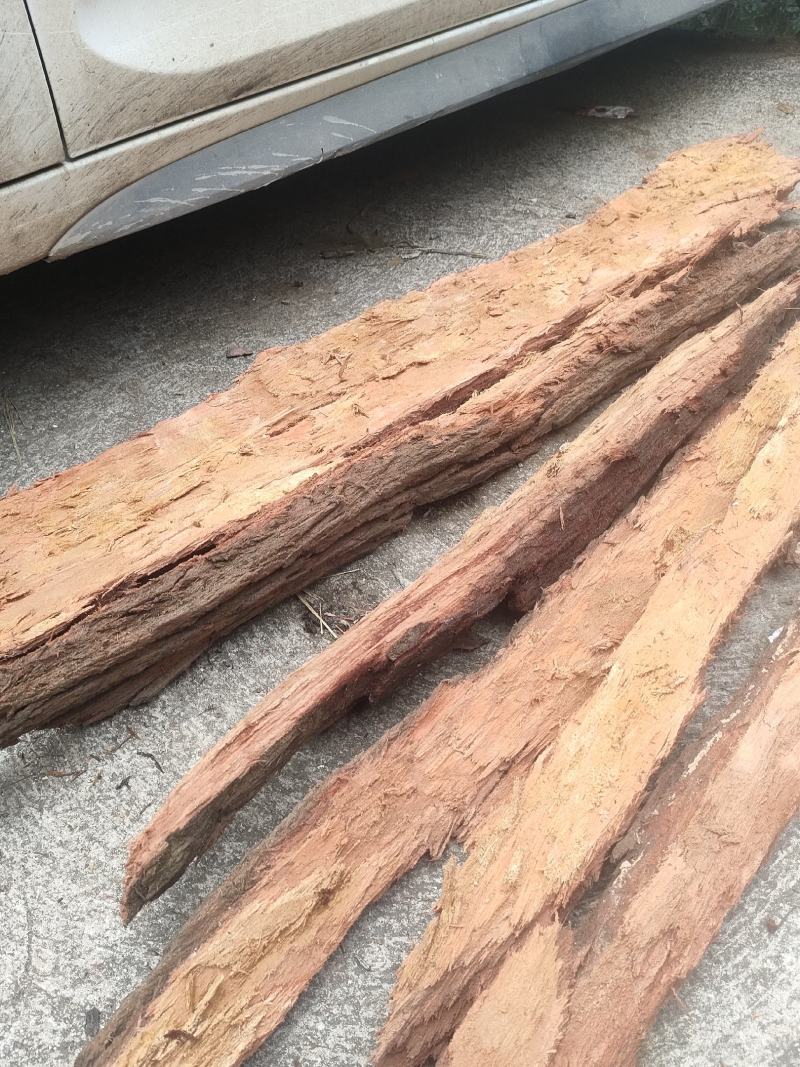红桉树皮