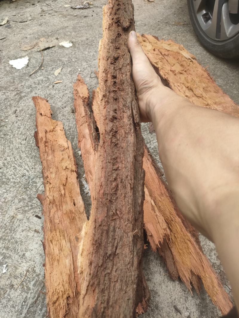 红桉树皮