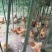 竹林放养虫草蛋散养鸡蛋农家鸡蛋对接上海社区团购