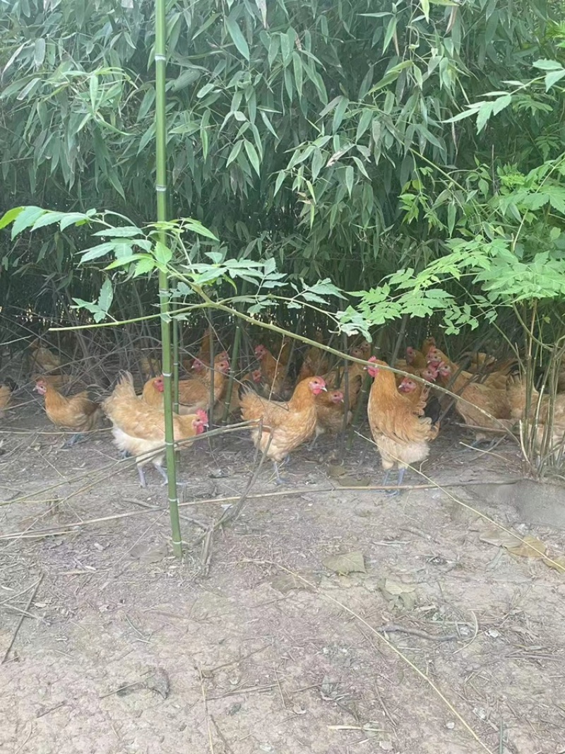 竹林放养虫草蛋散养鸡蛋农家鸡蛋对接上海社区团购