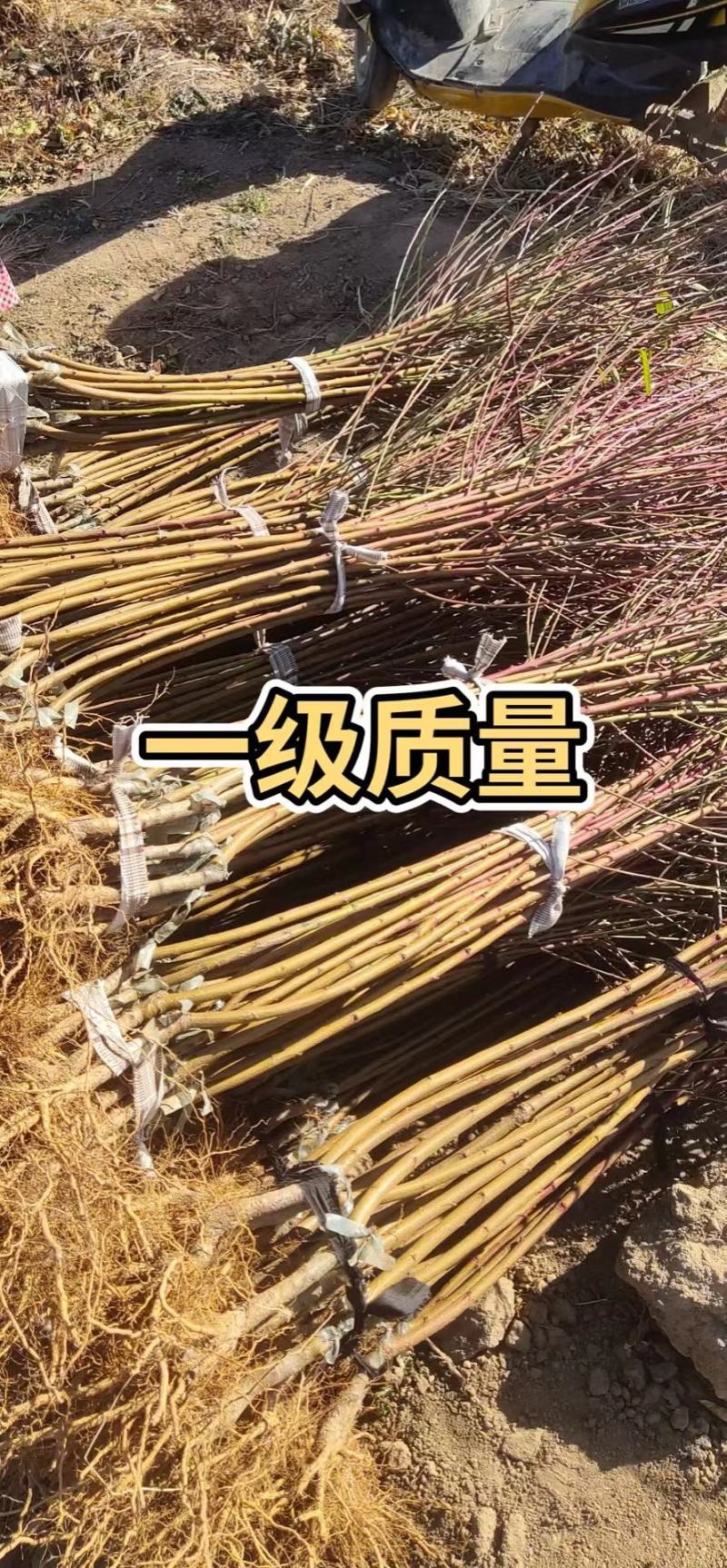 珍珠枣油桃苗4号嫁接苗脱毒苗预定不议价