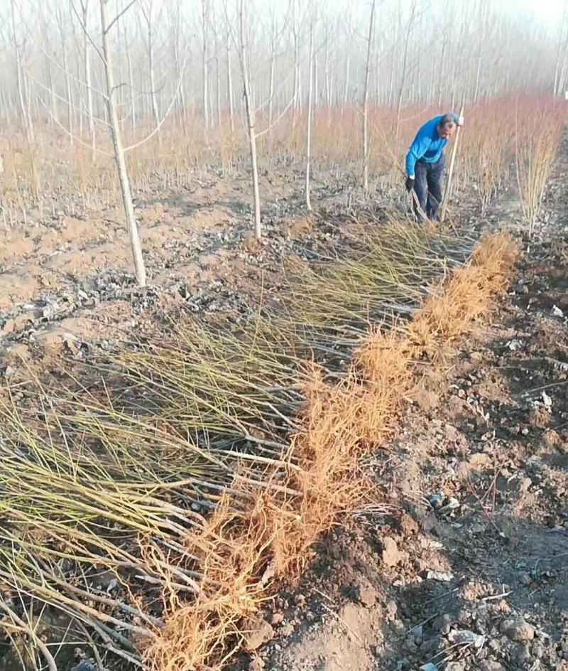 珍珠枣油桃苗4号嫁接苗脱毒苗预定不议价