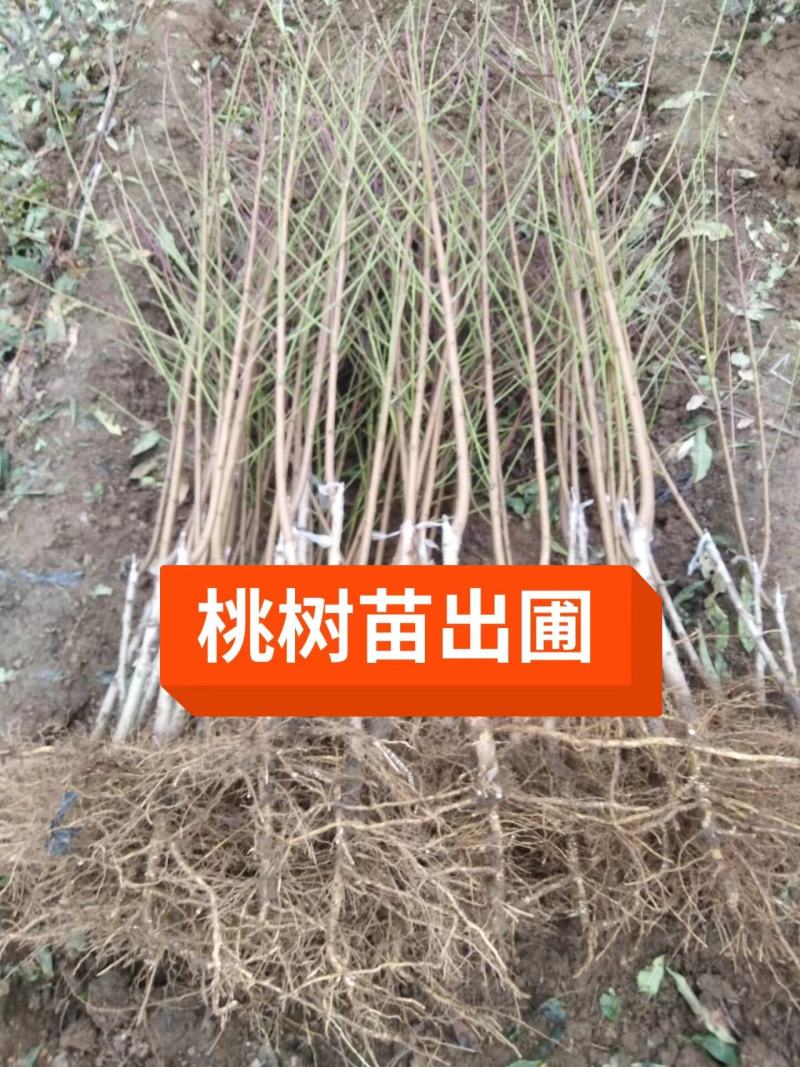 珍珠枣油桃苗4号嫁接苗脱毒苗预定不议价