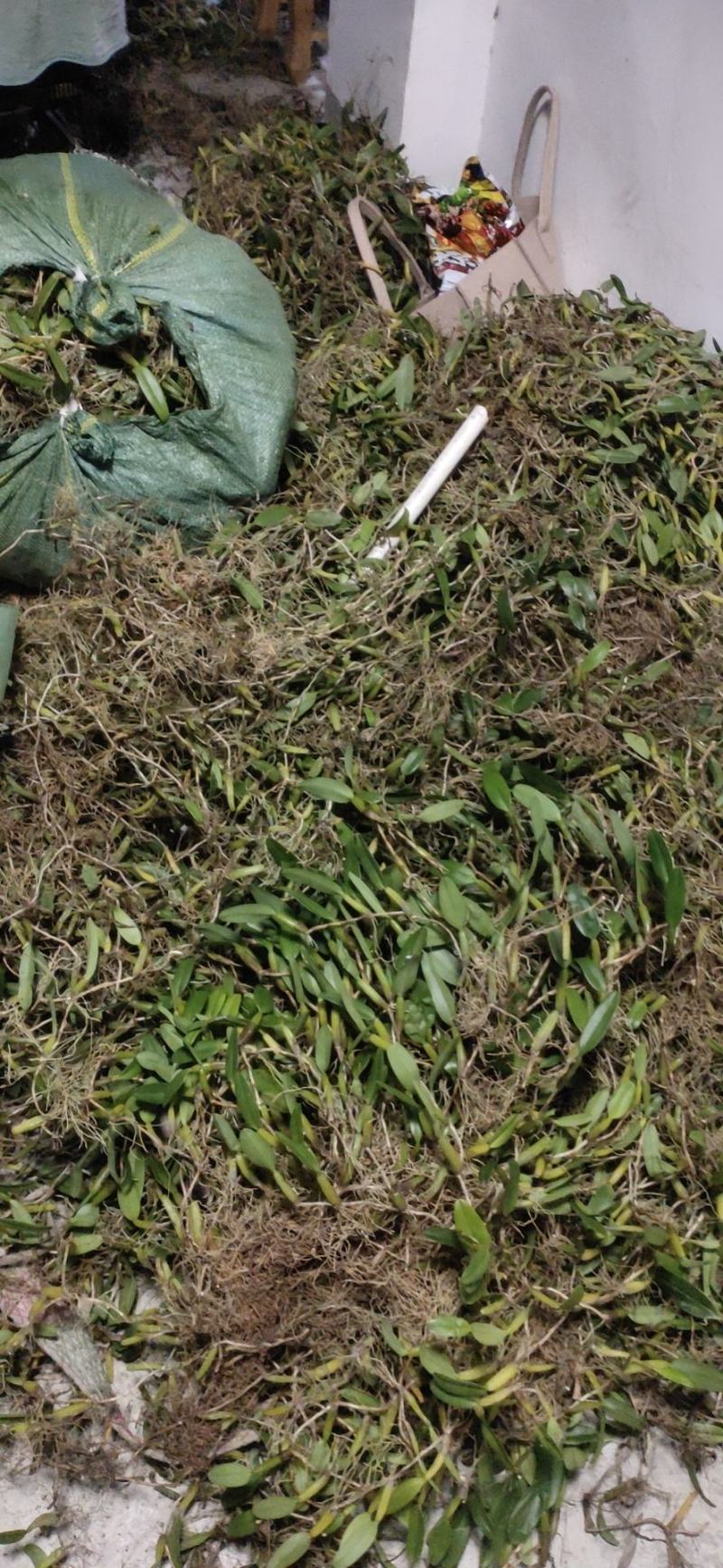 石橄榄野生石豆煲汤料价格优惠