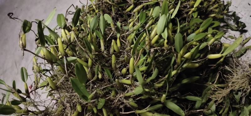 石橄榄野生石豆煲汤料价格优惠