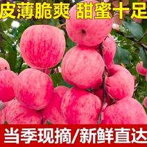 陕西渭南白水县纸袋红富士苹果大量上市，欢迎客商采购！