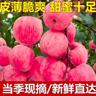 陕西白水县纸袋红富士苹果大量上市，欢迎采购！量大