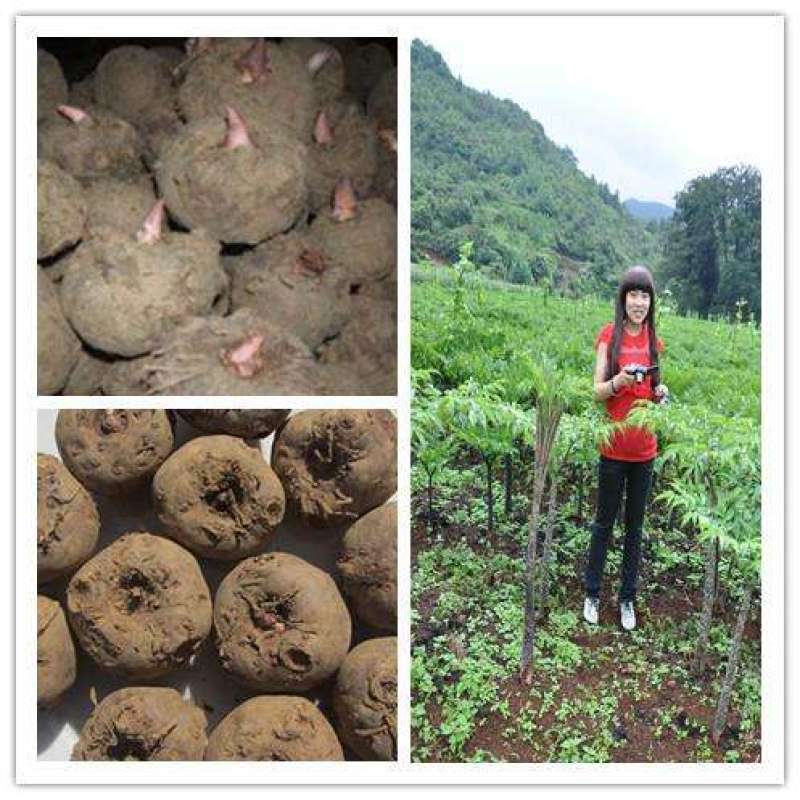魔芋种子