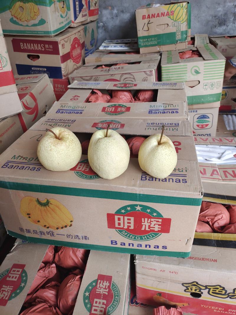 出售纸袋酥梨，果个250-500克。
