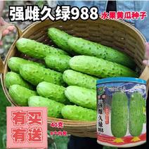 罐装强雌久绿刺雌性黄瓜种子抗病高产大包水果黄瓜种籽秋季露