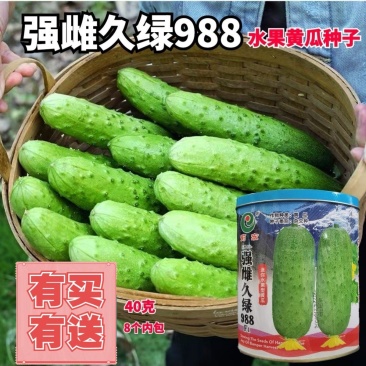 罐装强雌久绿刺雌性黄瓜种子抗病高产大包水果黄瓜种籽秋季露