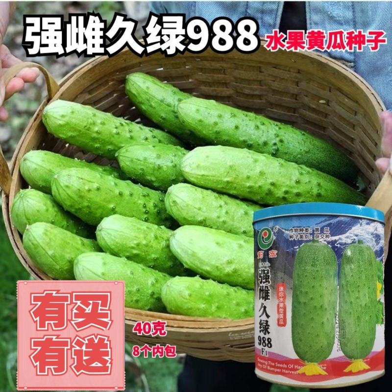 罐装强雌久绿刺雌性黄瓜种子抗病高产大包水果黄瓜种籽秋季露