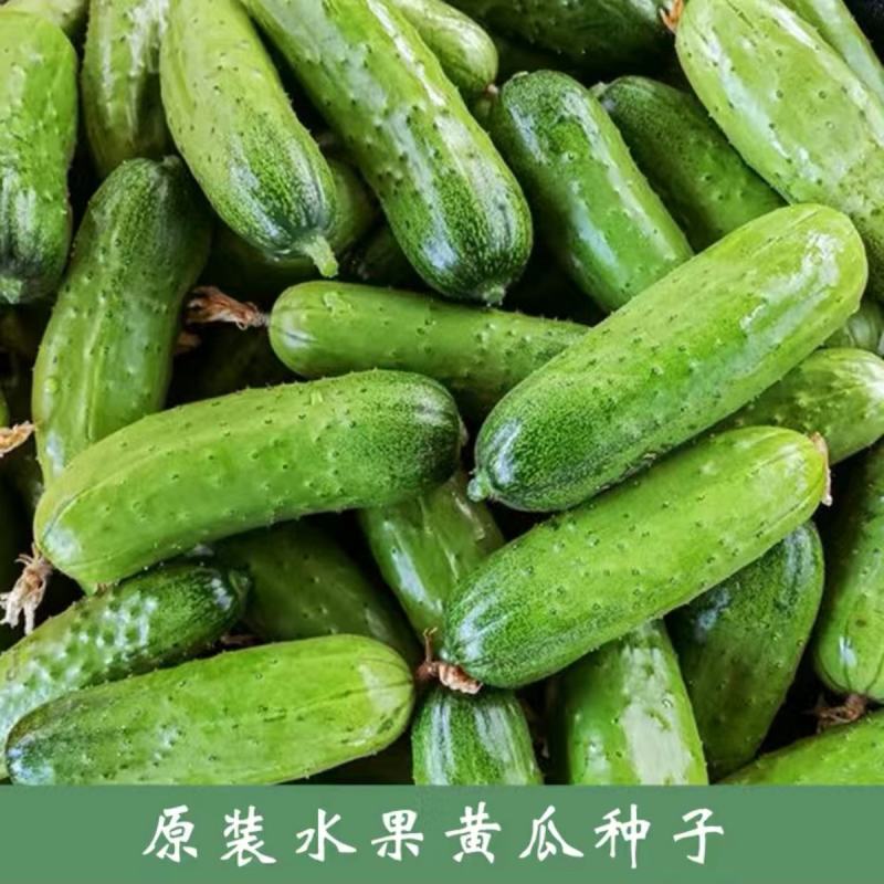 罐装强雌久绿刺雌性黄瓜种子抗病高产大包水果黄瓜种籽秋季露