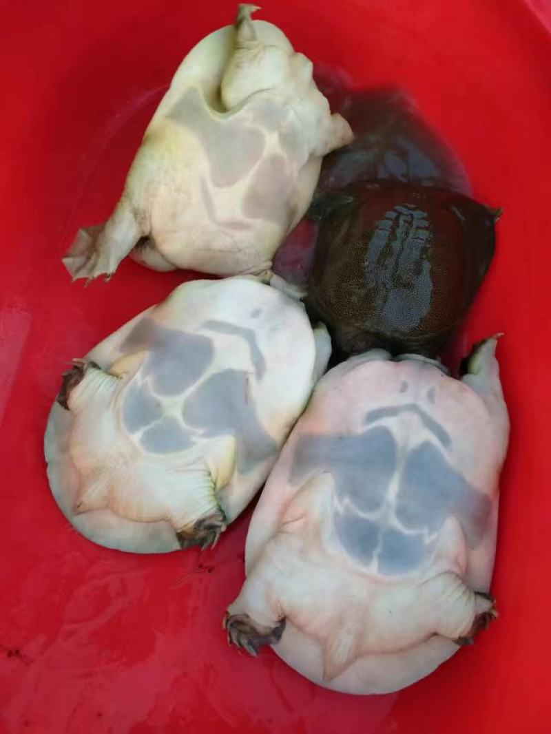 江西南丰生态十年老鳖