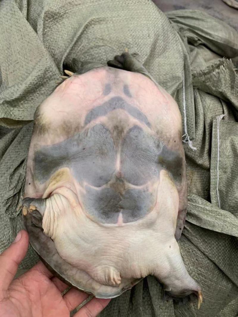 江西南丰生态十年老鳖