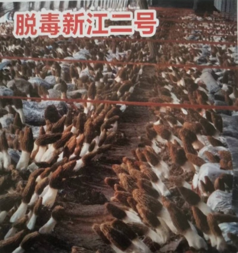 羊肚菌菌种，母种，原种，营养包，送栽培资料，收购产品