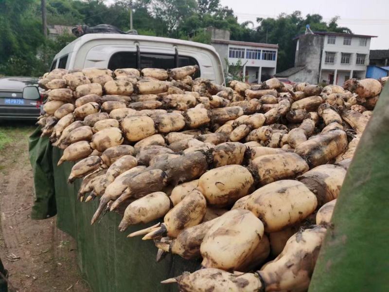 热销鄂莲6号精品莲藕结实饱满，色泽均匀白净，可炒可炖，