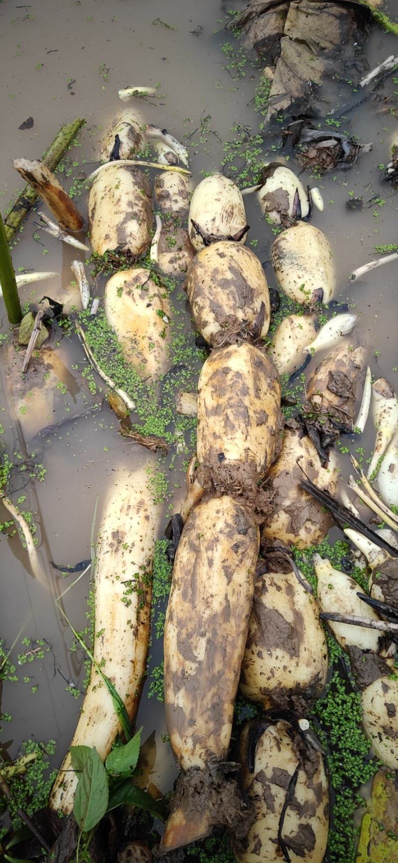 热销鄂莲6号精品莲藕结实饱满，色泽均匀白净，可炒可炖，