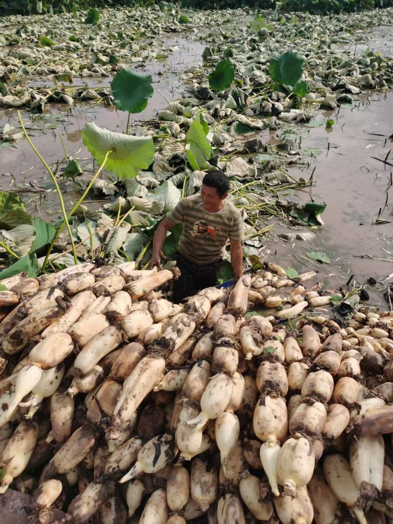 热销鄂莲6号精品莲藕结实饱满，色泽均匀白净，可炒可炖，