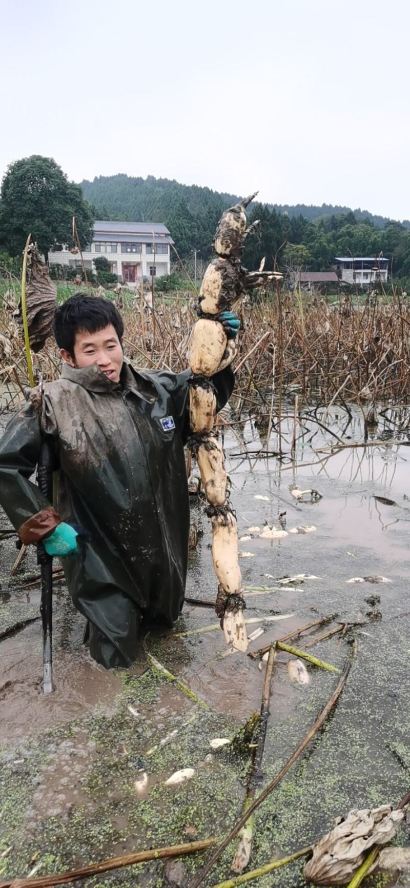 热销鄂莲6号精品莲藕结实饱满，色泽均匀白净，可炒可炖，