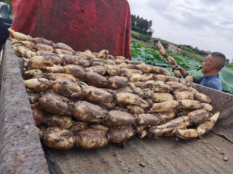 热销鄂莲6号精品莲藕结实饱满，色泽均匀白净，可炒可炖，