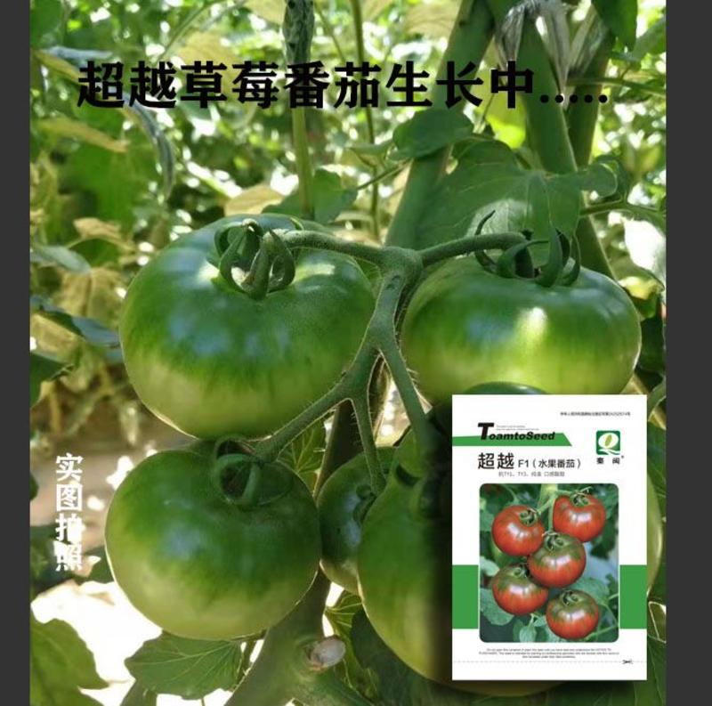 丹东盐碱地铁皮柿子超越草莓番茄种子油柿子铁皮西红柿