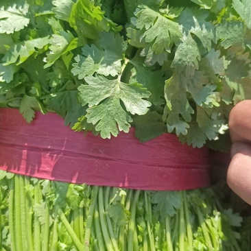山西香菜，大叶香菜，产地发货，量大从优，欢迎选购