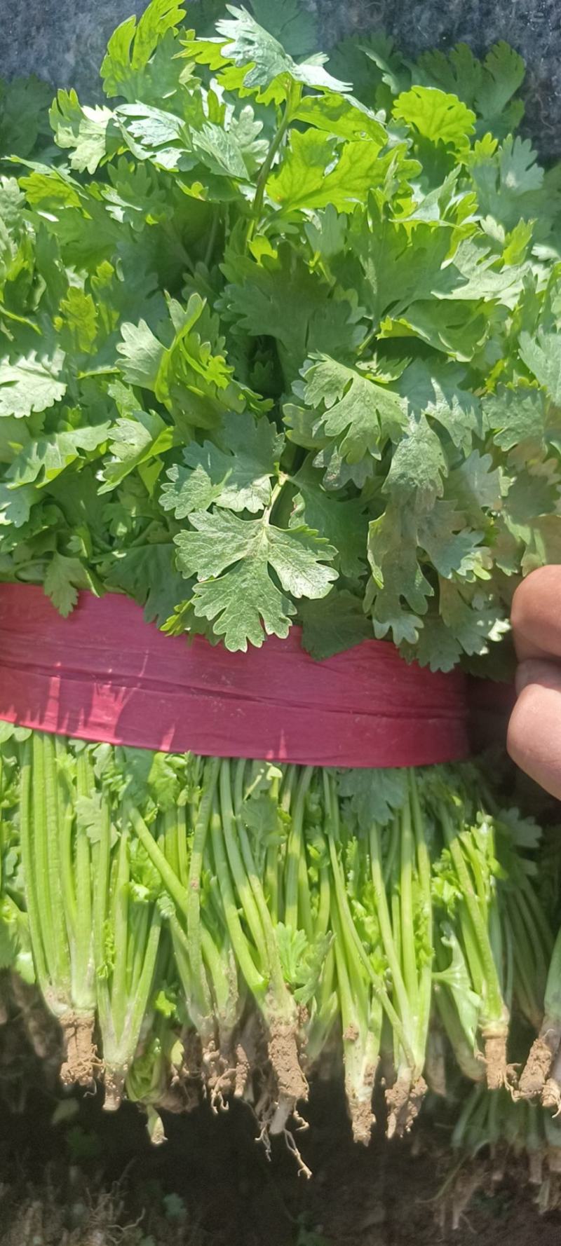 山西香菜，大叶香菜，产地发货，量大从优，欢迎选购