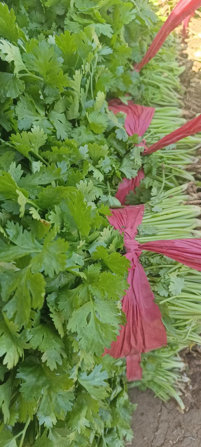 山西香菜，大叶香菜，产地发货，量大从优，欢迎选购