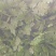 山西香菜，大叶香菜，产地发货，量大从优，欢迎选购