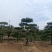 造型松