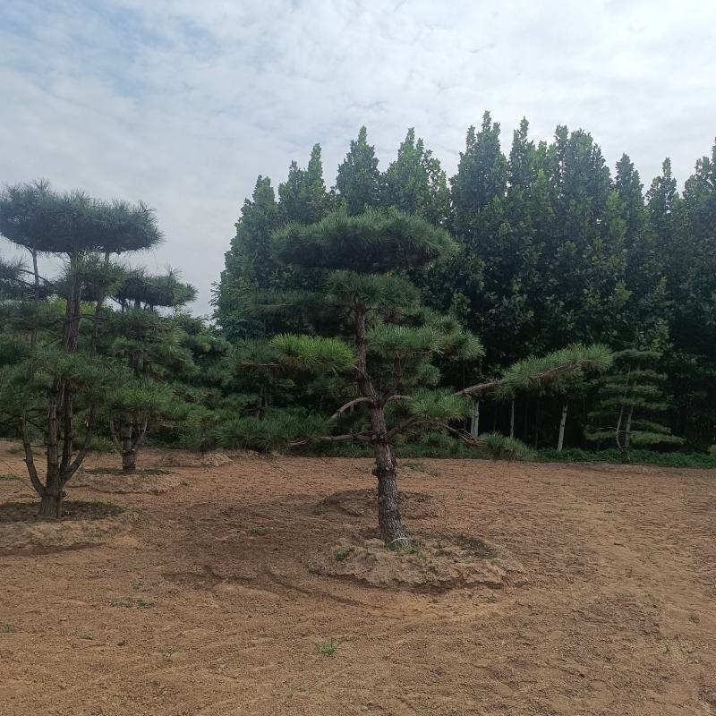 造型松
