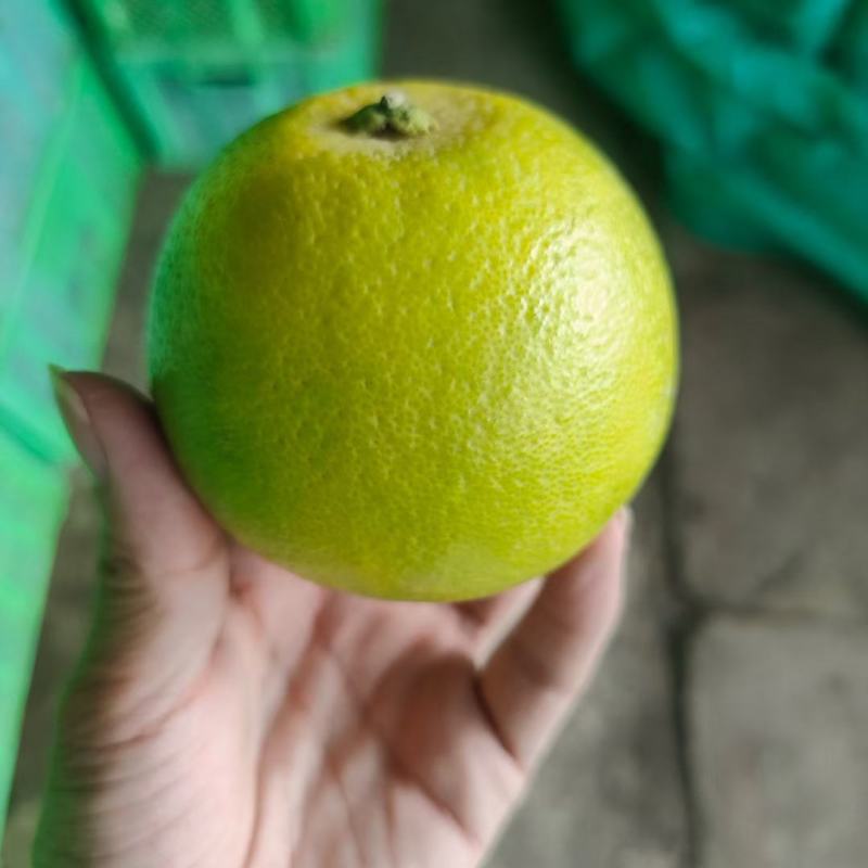 冰糖橙云南