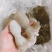 冰鲜水产
