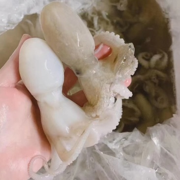 冰鲜水产