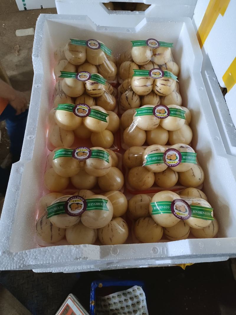 【精品】云南人参果之乡，原产地一手货源批发品质保证！