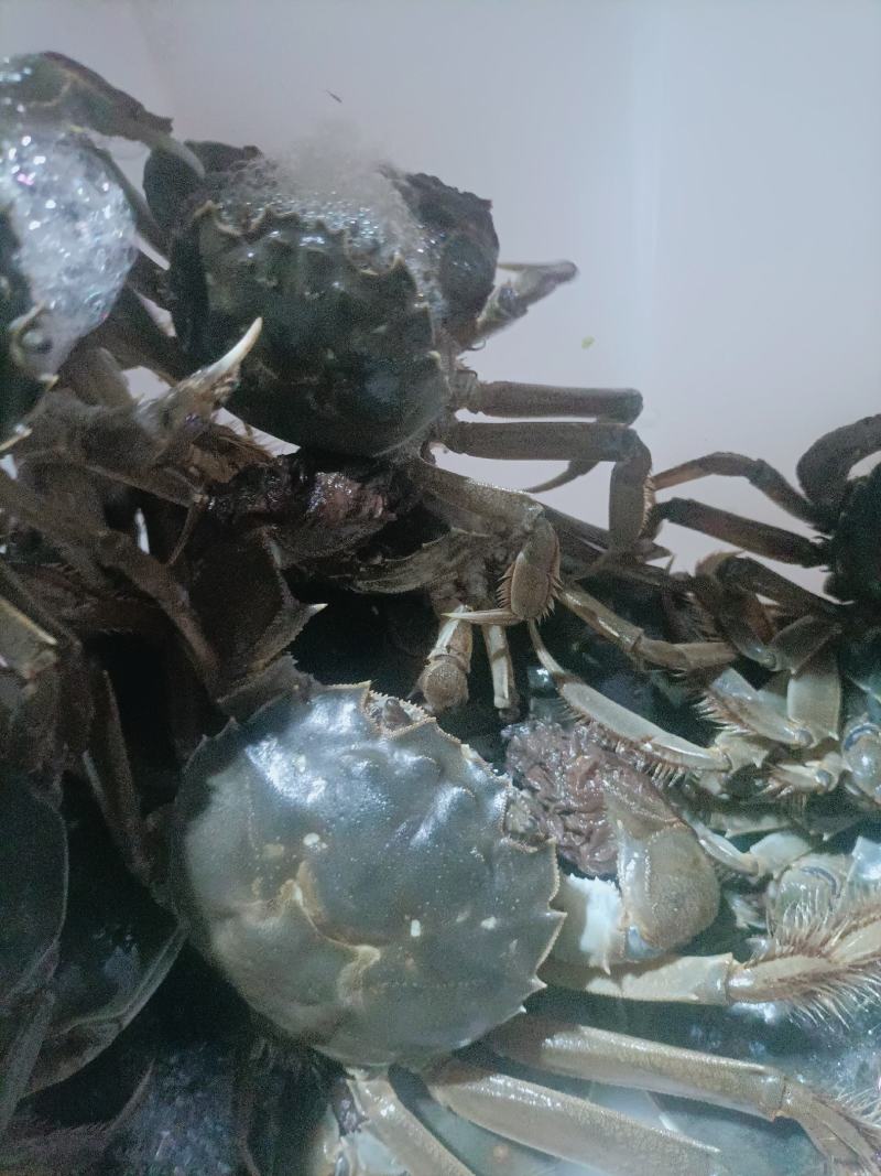 这里是河北唐山丰南区螃蟹，螃蟹，螃蟹来喽