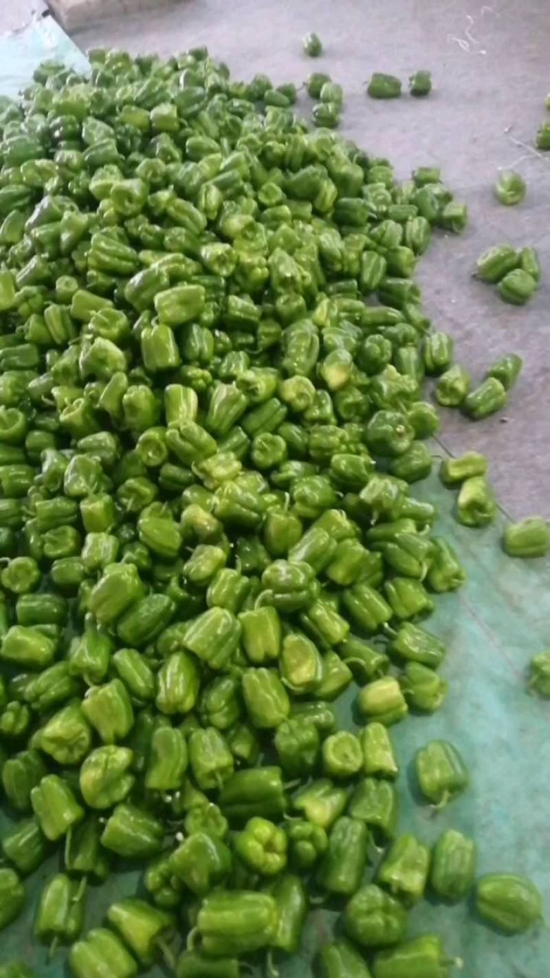 山东青州尖椒刚上市线椒，圆椒，龙椒，辣妹子，麻辣。各种辣