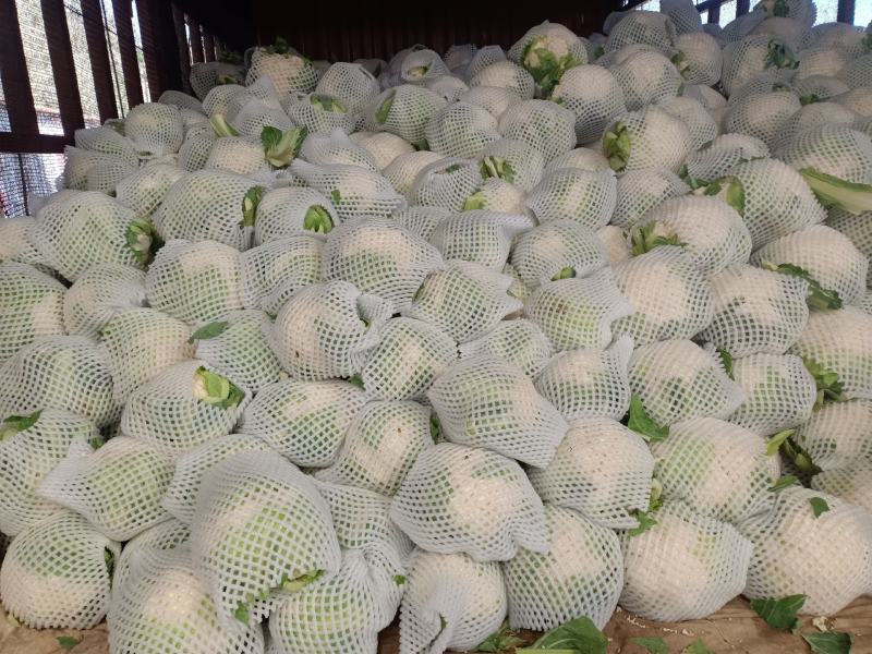 精品菜花一手货源