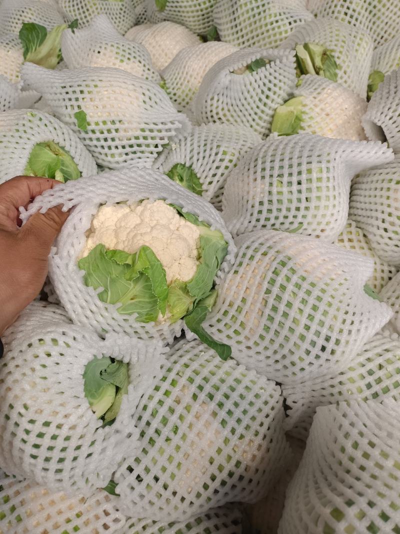 精品菜花一手货源