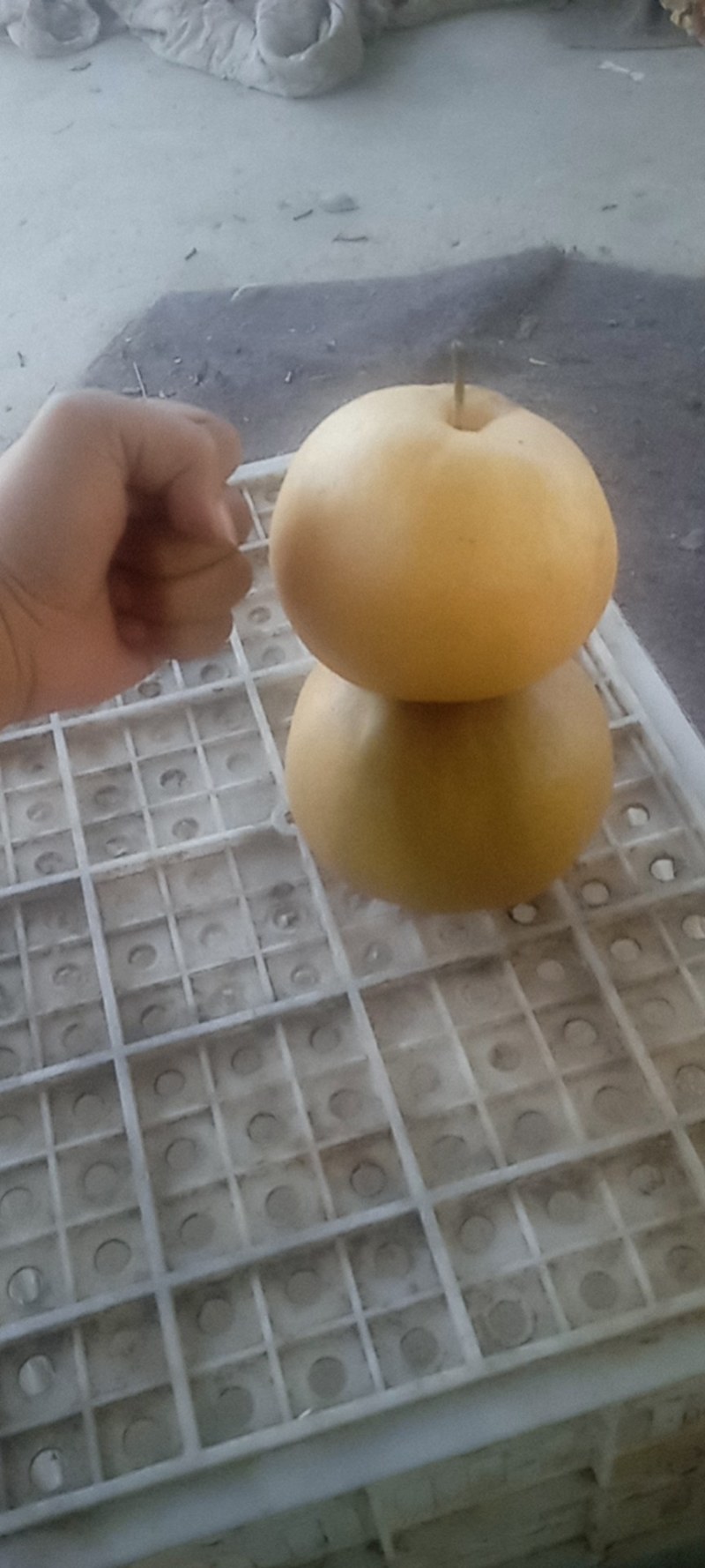山东秋月梨，早熟的正宗秋月梨，欢迎大家釆購预定。