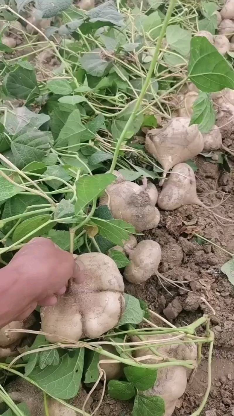 凉薯，表皮白皙，肉质细嫩多汁。